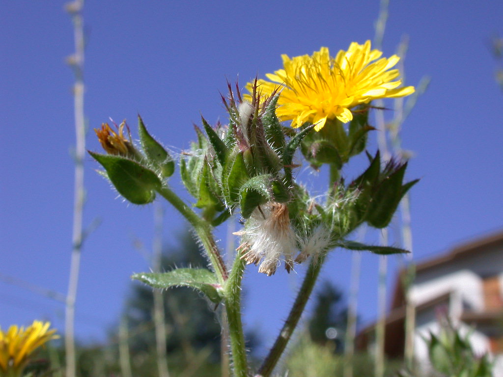 Helminthotheca echioides / Aspraggine volgare